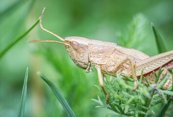 close-up detail macro shot of a grasshopper