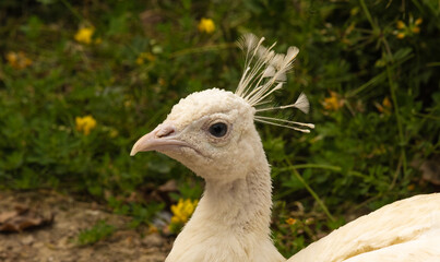 Paon albinos