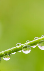 morning dew water droplet 