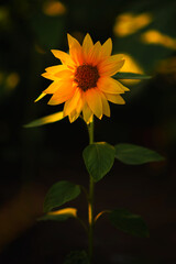 small sunflower lit by the sun on a dark background