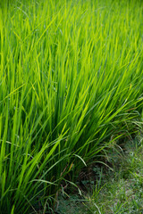 Frisch grüne Reispflanzen am Rand des Feldes auf Bali