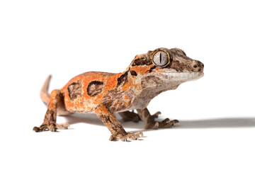 gargoyle gecko with an unusual pattern isolated on a white background