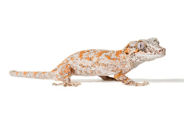 Fototapeta premium Orange reticulated gargoyle gecko isolated on a white background