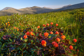 Cloudberry (Rubus chamaemorus) berries in the tundra. Wild berry. Summer arctic landscape of a mountain valley. Tundra plants of the polar region. Nature of Chukotka and Siberia. Far East of Russia. © Andrei Stepanov