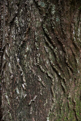 Grob gemaserte braune Baumrinde mit Flechtenbewuchs