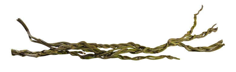 Circular vine roots, jungle tree branch isolated on white background, clipping path included. HD...