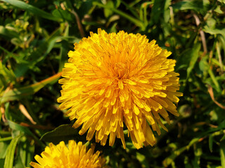 Yellow dandelion flowers on a background of green grass on sunny day.