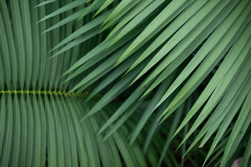 Frisch grüne überlappende Palmenblätter im Dschungel