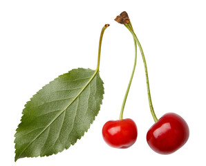summer harvest of cherry isolated on white background. Summer Fruits. Sweet summer mood. Cherry berries on white background. Mock up for natural ptoduct.July color. Eco natural health dessert