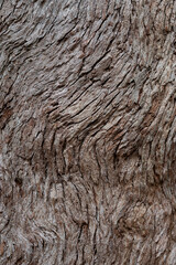 Geschwungene faserige Baumrindenstruktur mit Linien und rissen 