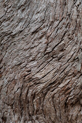 Geschwungene faserige Baumrindenstruktur mit Linien und rissen 