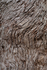 Geschwungene faserige Baumrindenstruktur mit Linien und rissen 