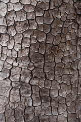 Rissige zerstückelte Baumrindenstruktur mit kleinen Flächen