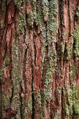 Fototapeta premium Mit grünem Moos bewachsene rotbraune zerfurchte Baumrinde