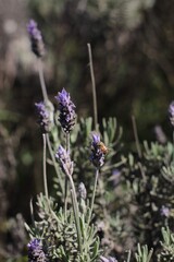 bee on lavender