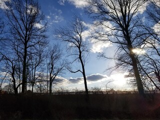 sunset in the forest