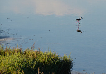 Black-winged stilt in Sardinia, Italy