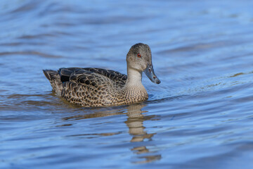 Chestnut Teal duck swimming in the lake