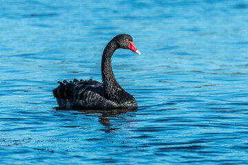 Black Swan on the lake