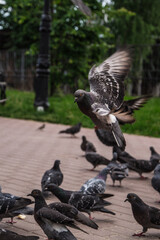 Pigeons around outdoors in the park in summer