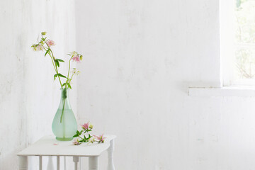 columbine flowers in vase on background white wall