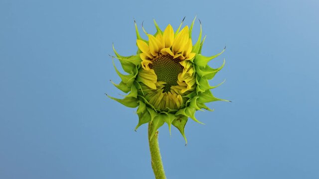 Macro time lapse opening Sunflower Head, isolated on blue background