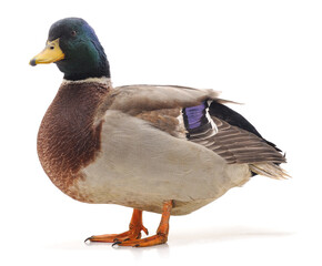 One wild duck.
