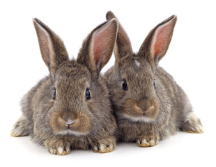 Two beautiful rabbits.