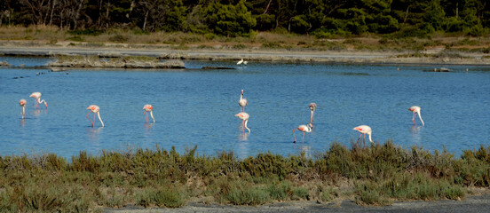 flamingos in the pond in carloforte, sardinia, italy
