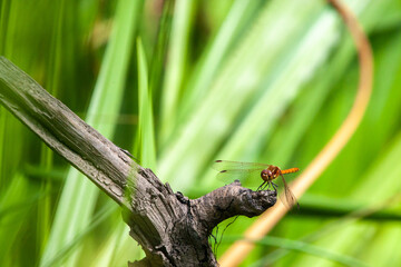 Male Common Darter dragonly