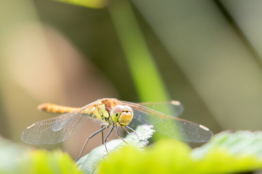 Female Yellow-Winged Darter dragonfly