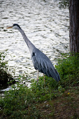 Héron au bord du lac