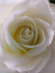 Close up of white rose.