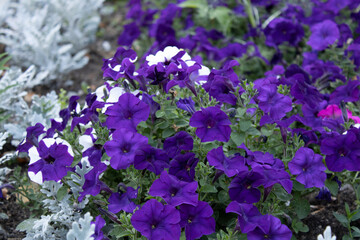 Fototapeta premium flowers in the garden