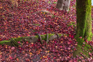 根を覆う落ち葉