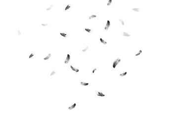 Light fluffy a white feathers floating in the air. Feather abstract on white background.