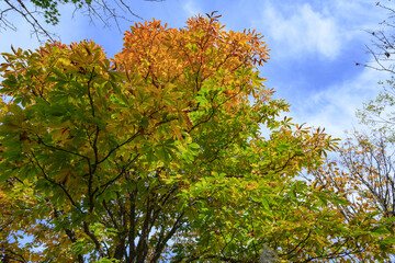 Fototapeta premium 山が色づき始めた