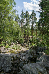 summer, day, journey, sky, expanse, forest, pine, trees, stone, labyrinth, unusual, huge, shapeless, boulders, moss, vegetation, grass, green, foliage, light, shadow, beauty