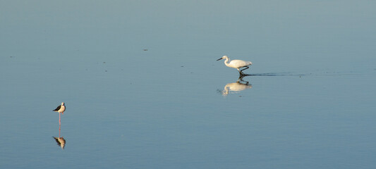 Heron and black-winged stilt in Sardinia, Italy