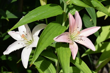 Lilium Elodie