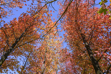 青い空と赤く染まる木々