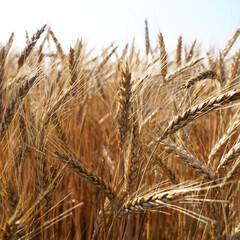 Bright wheat field, ripe yellow spikelets of wheat against the blue sky, agriculture. natural yellow background, macro photography.