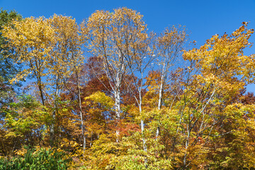 Fototapeta premium 青い空と黄金色に輝く木々