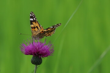 紫の花にとまる蝶