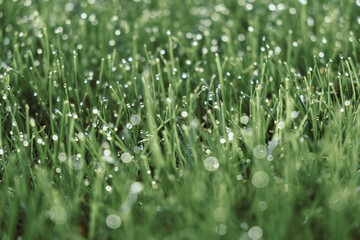 Dew drops on the top of grass blades in the morning sun