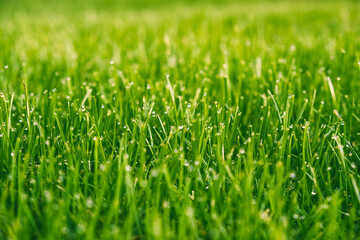 Dew drops on the top of grass blades in the morning sun