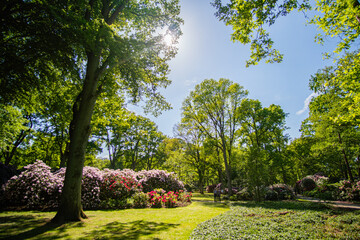 Beautiful Rhododendron park in Bremen in the sun