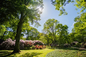 Store enrouleur occultant Azalée Beautiful Rhododendron park in Bremen in the sun