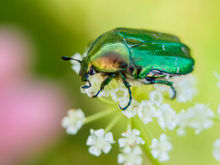 green metallic bug on a flower