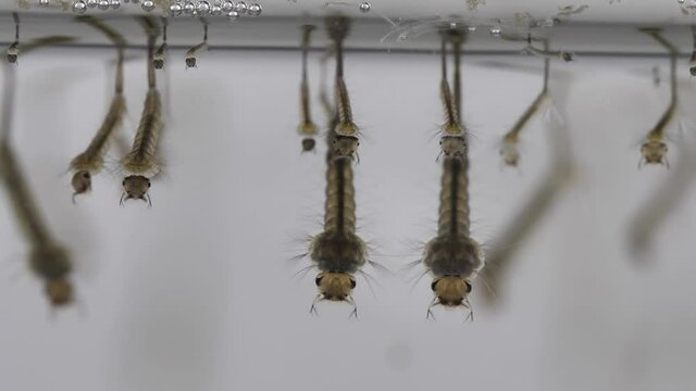  mosquito's larva in water 4k